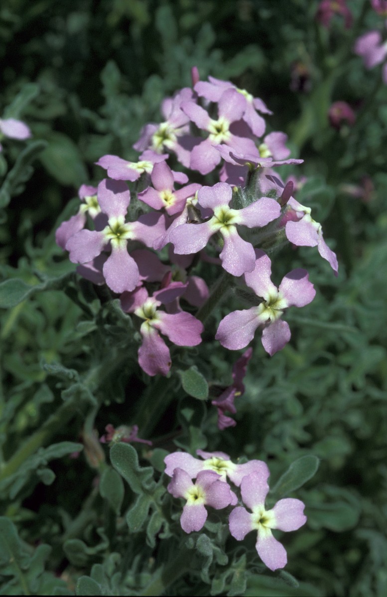 Matthiola tricuspidata